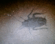 040723.Parisgraf2_t.gif