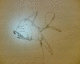 050730.graf1_t.gif
