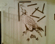 050812.arofish18_t.gif