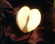 050719.heart4_t.gif