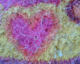 050720.heart10_t.gif