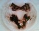 050808.Plovdiv_t.gif