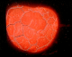 060218.heart22_t.gif
