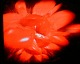 060218.heart24_t.gif