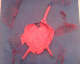 060228.heart_t.gif