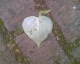 060520.Heart15_t.gif