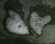 060520.Heart28_t.gif