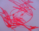 060520.Heart8_t.gif