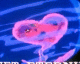 070213.heart1_t.gif