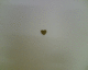 070409.heart2_t.gif
