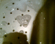 070511.sud_heart_t.gif
