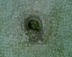 060220.BL15_t.gif