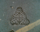 060221.ec2a11_t.gif