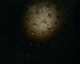 060906.Somerset2_t.gif