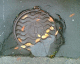 061011.Drain1_t.gif