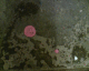 060313.pink2_t.gif