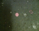 060313.pink3_t.gif