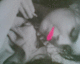060520.P_lips2_t.gif