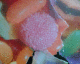 060520.P_sweet_t.gif
