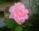 060818.Pink2_t.gif