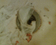 050728.goosecmdn3_t.gif