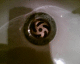 050828.Maxwells2_t.gif