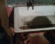 060207.Trotsky_kitchen_t.gif