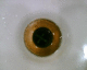 060412.P_Antropologica3_t.gif