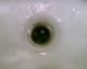060412.P_Antropologica4_t.gif