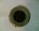 060526.P_walestrain_t.gif