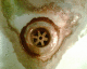 070115.P-sian's_t.gif