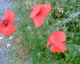 050630.Poppy_t.gif