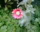 050709.poppy_t.gif