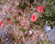 050719.poppy_t.gif