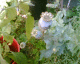 050720.poppy2_t.gif