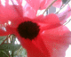 050809.poppy1_t.gif