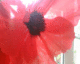 050809.poppy2_t.gif