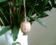 050810.poppy1_t.gif