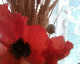 050810.poppy2_t.gif