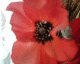 050810.poppy3_t.gif