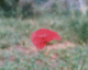 060520.Poppy1_t.gif