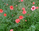 060617.garden_1_t.gif