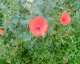 060617.garden_3_t.gif