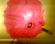 061114.poppy_t.gif