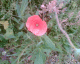 070526.poppy2_t.gif