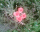 070526.poppy4_t.gif