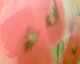 070807.poppy_3_t.gif