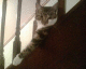 050725.modcat2_t.gif