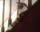 050725.modcat_t.gif