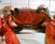 050920.4legcrab_t.gif